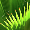 Stringy Palm