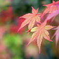Pink Glow Maple
